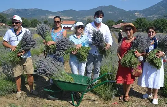 Fethiye'nin Koku Vadisi'nde ilk hasat