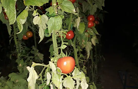 Sadet Kansız 'Yarın çok geç olabilir'