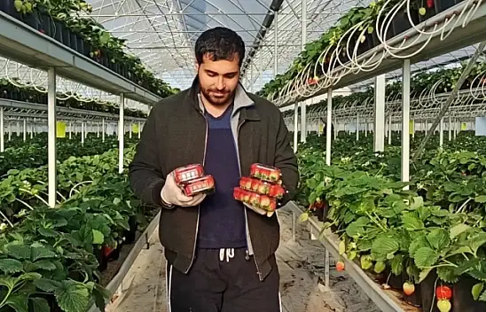 Topraksız ürettiği çileği ihraç ediyor