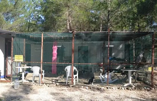 Üzümlü'de sokak hayvanlarına sahip çıktılar