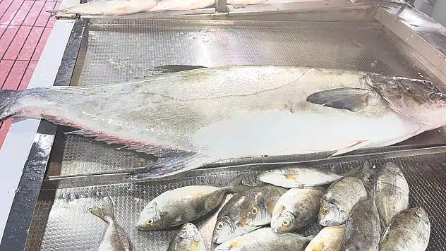 20 kiloluk Akya Fulya balığı tezgahlarda yerini aldı