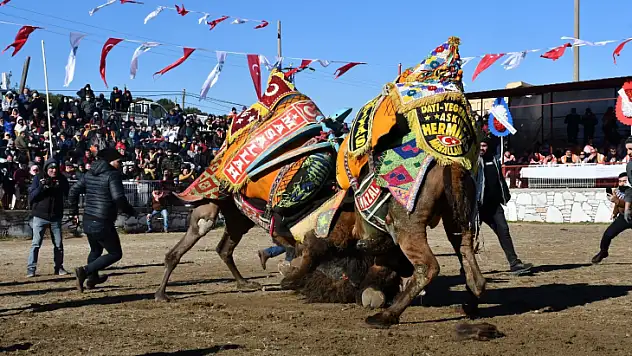 22. Geleneksel Deve Güreşi Festivali, 21 Ocak'ta yapılacak