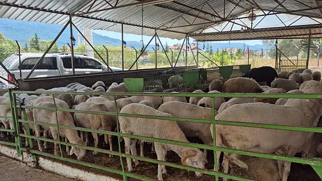 Bayram Öncesi Kurbanlıklar Hızla Tükeniyor