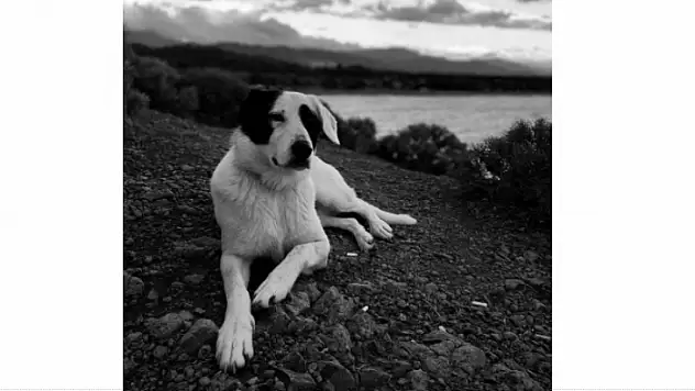 BİR KÖPEK DAHA ZEHİRLENEREK KATLEDİLDİ!