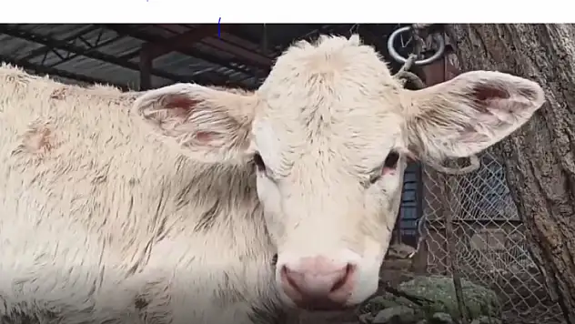 BÜYÜKBAŞ  HAYVANLARIN  KAYIT ÇALIŞMASI DEVAM EDİYOR 