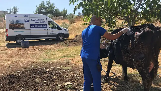 Büyükşehir Acil Müdahale Aracı ile Yangından Etkilenen Hayvanlara Müdahale