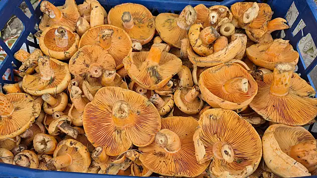 Çınar, Pazar Tezgahlarında Yerini Aldı