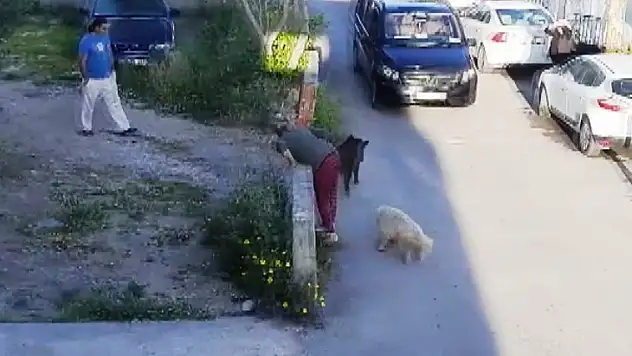 Domuzlar Gündüz Vakti Sokağa İnmeye Başladı