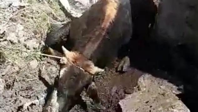 Düştüğü Bataklıktan İtfaiye Kurtardı