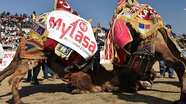 Egenin Şampiyon Develeri Selimiye'de Buluşacak