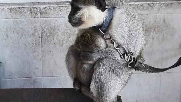 Evinde Maymun Besleyen Vatandaşa Ceza