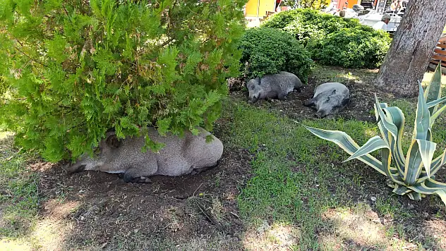 Fethiye Çarşı'da Domuzlar Gündüz Uykusunda