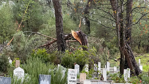 Fethiye'de fırtına Zeybekler Mezarlığı'nda ağaçları devirdi