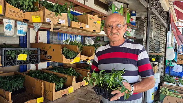 Fethiye'de Hobi Bahçelerinde Yetiştirilen Sebzelerde Dikkat Edilmesi Gerekenler