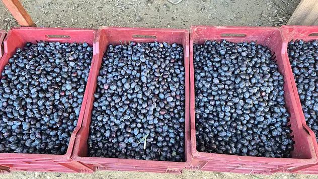 Fethiye'de zeytin alımı sezonu sona yaklaşıyor