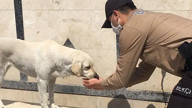 Fethiye'de Susuz Kalan Köpeğin Yardımına Bekçiler Koştu