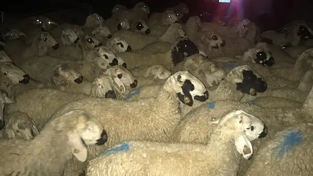 Film Gibi Koyun Arama Operasyonu