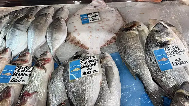 Güncel Balık Fiyatları
