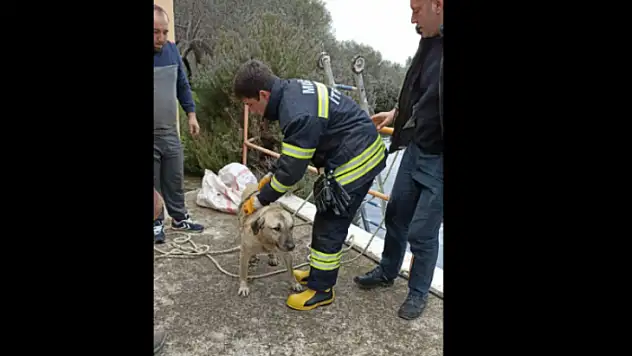 Havuza düşen köpek kurtarıldı