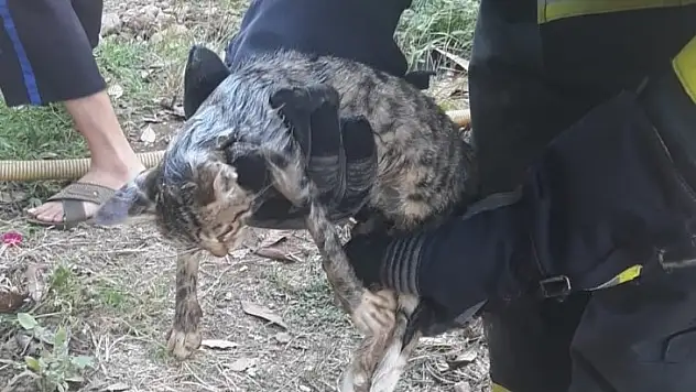 Kafası Demir Boruya Sıkışan Yavru Kedi Kurtarıldı