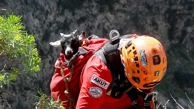 Kayalıklarda Mahsur Kalan Oğlağı AKUT Ve JAK Kurtardı