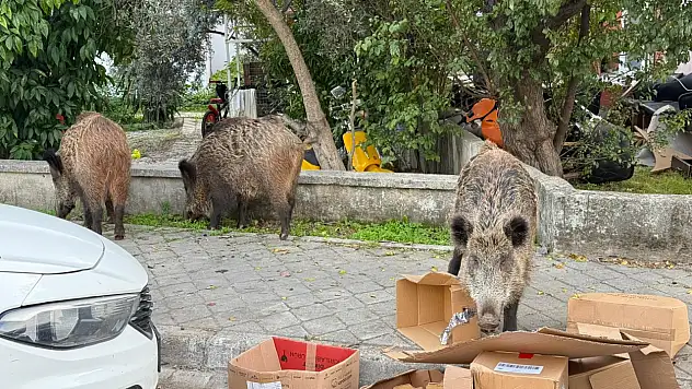 Kent merkezinde rahatça dolaşan domuzlar vatandaşları şaşırtıyor