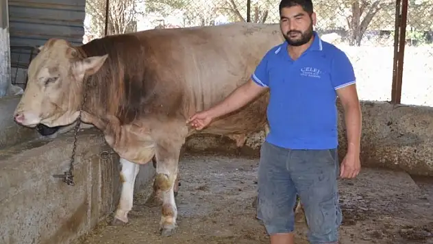 Kurbanlık satışlarında yoğunluk başladı