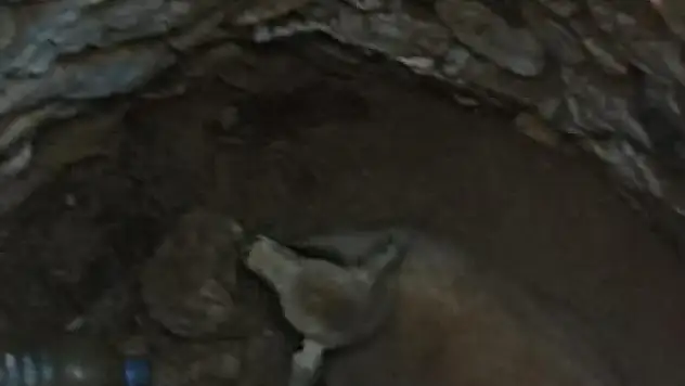 KUYUYA DÜŞEN KUZUYU İTFAİYE KURTARDI