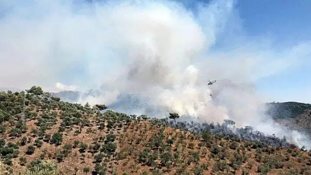 Ormanlarımız ranta kurban ediliyor