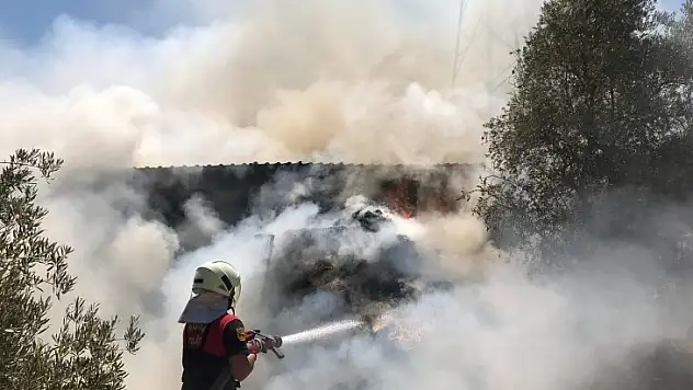 Saman Balyaları Yandı