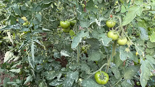 Seralarda külleme ile mücadele