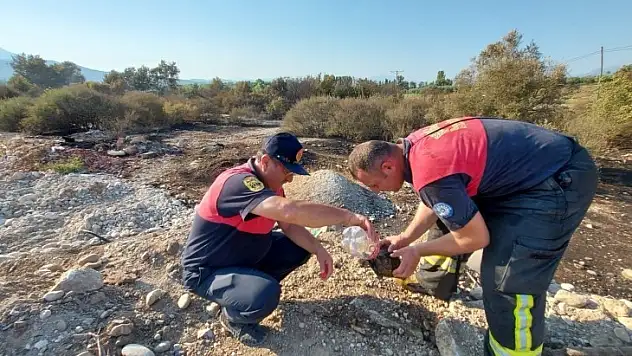 Seydikemer'de Alevlerin Arasında Kalan Kaplumbağa Kurtarıldı