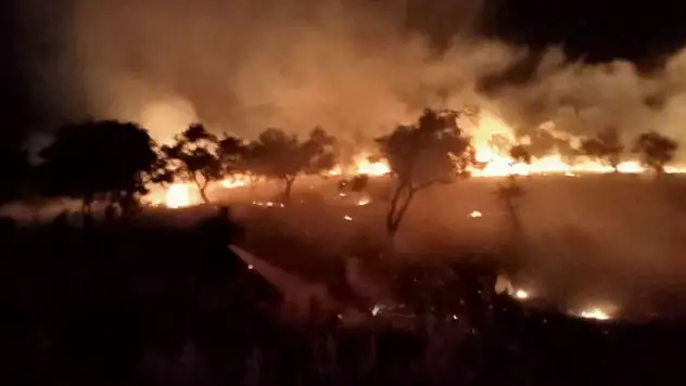 SİGARA İZMARİTİ ZEYTİNLİK ALANI YAKTI