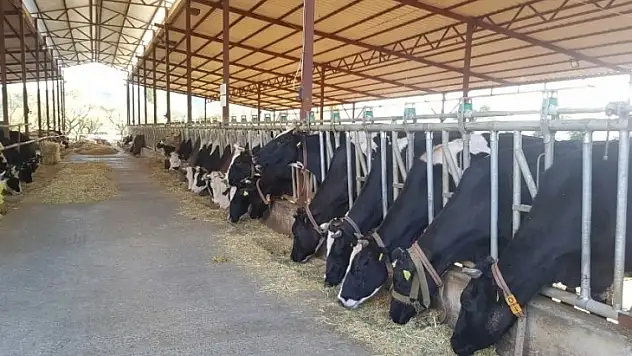 Soğancı Süt ve Besi Çiftliği Kurban Satışlarına Başladı