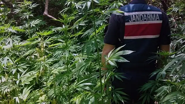 Tarlasına Ürün Yerine Kenevir Ekti