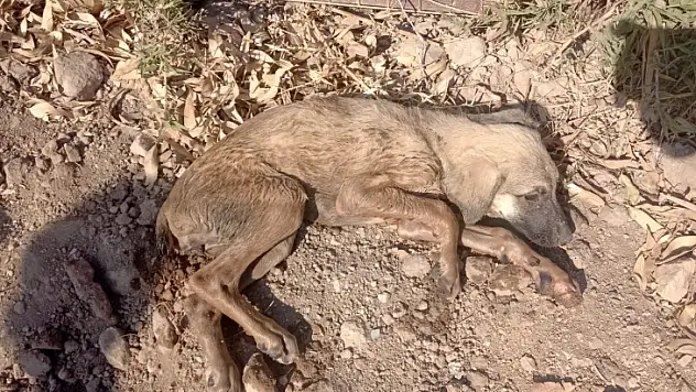 Tesisat bacasına düşen köpek kurtarıldı
