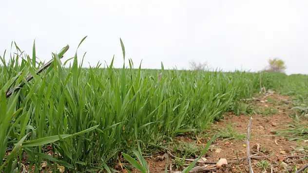 TRAKYA'DA SON YAĞIŞLAR ÜRETİCİLERİN UMUDU OLDU