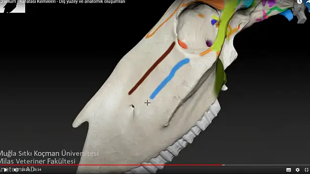 Üç boyutlu anatomik modelleme