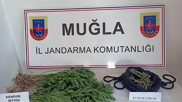 Ula'da kenevir operasyonu