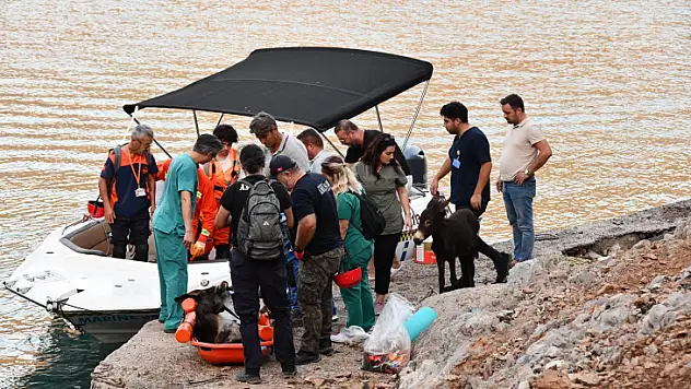 Yaralı Eşeği Belediye Ekipleri Kurtardı