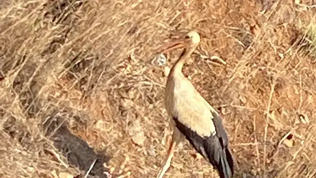 YARALI LEYLEK KURTARILDI