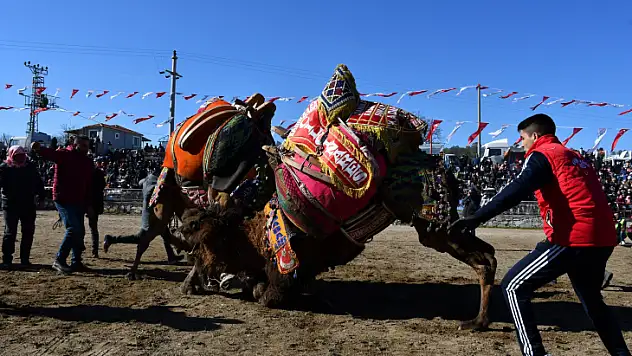 Yatağan'da develer güreşti