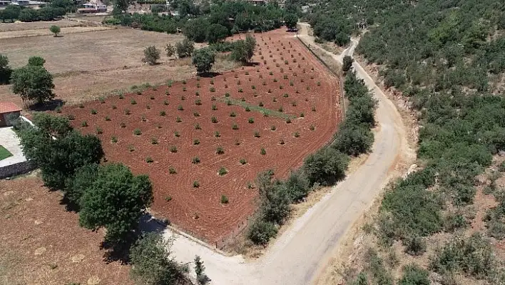 Büyükşehir Sakız Fidanı Üretiyor