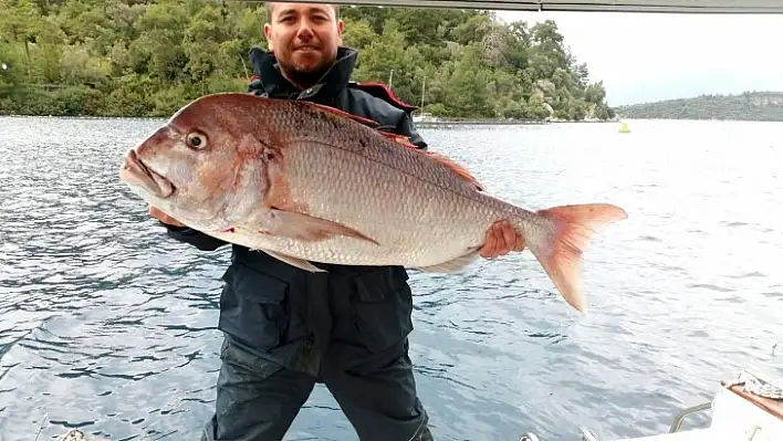 Amatör Balıkçısının Oltasına Dev Trança Takıldı