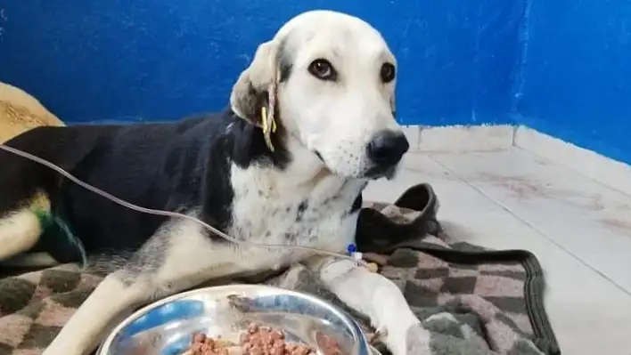 Aracın çarpıp kaçtığı hamile köpek kurtarıldı