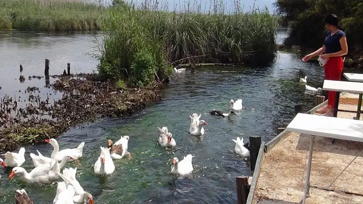 Azmağın Sembolleri Aç Kaldı