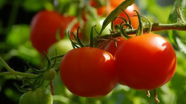 BAKANLIK, DOMATES İHRACATININ KISITLANMASINA KARAR VERDİ