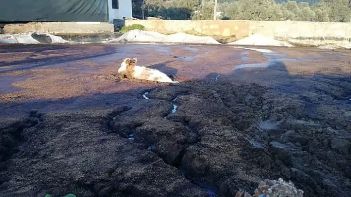 Bataklıkta Mahsur Kalan İnek İçin Seferber Oldular