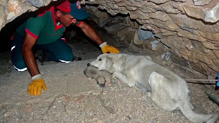BELEDİYE EKİPLERİ 5 YAVRU KÖPEĞİ KURTARDI
