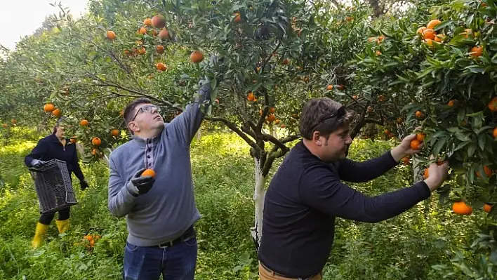 Belediye'nin Mandalinaları Kurutulmuş Olarak Geri Gelecek